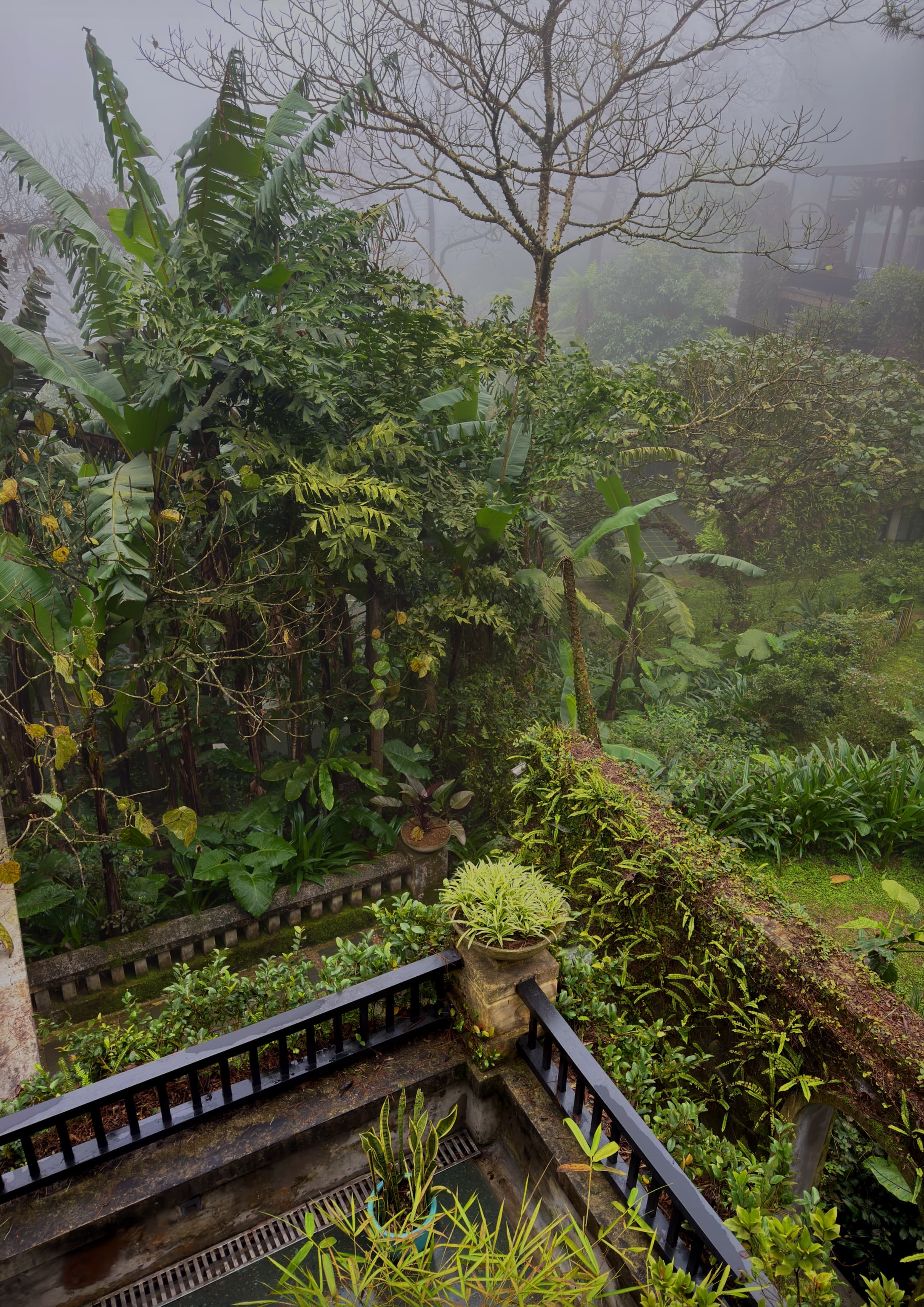 Mist drifting through the dense forest of Ba Vì seen over a wooden railing